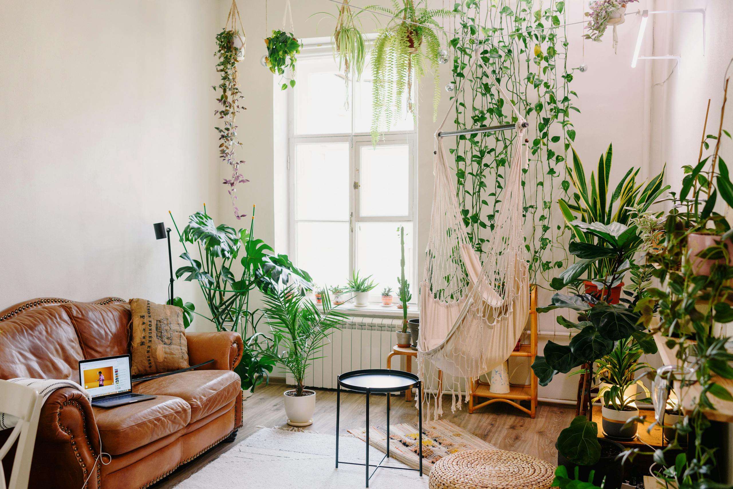 Creative design of room with laptop on leather sofa and collection of greenery plants in pots near shiny window