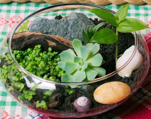 From above of transparent florarium with assorted green plants with bright leaves growing on soil near sea shells on table at home