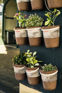 Six Potted Plants Close-up Photo