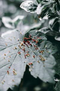 A leaf with red and green bugs on it