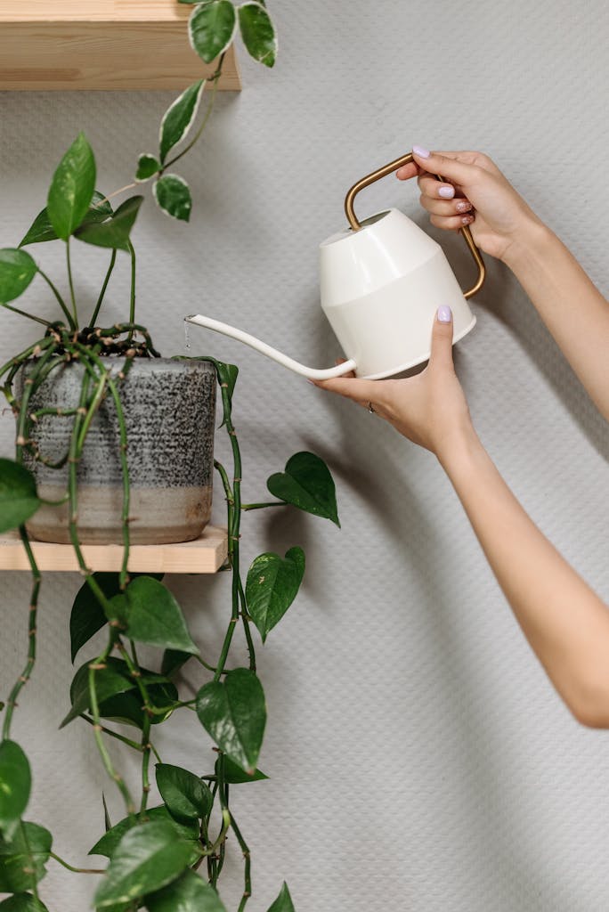 A Person Watering a trailing plant on a living wall shelf