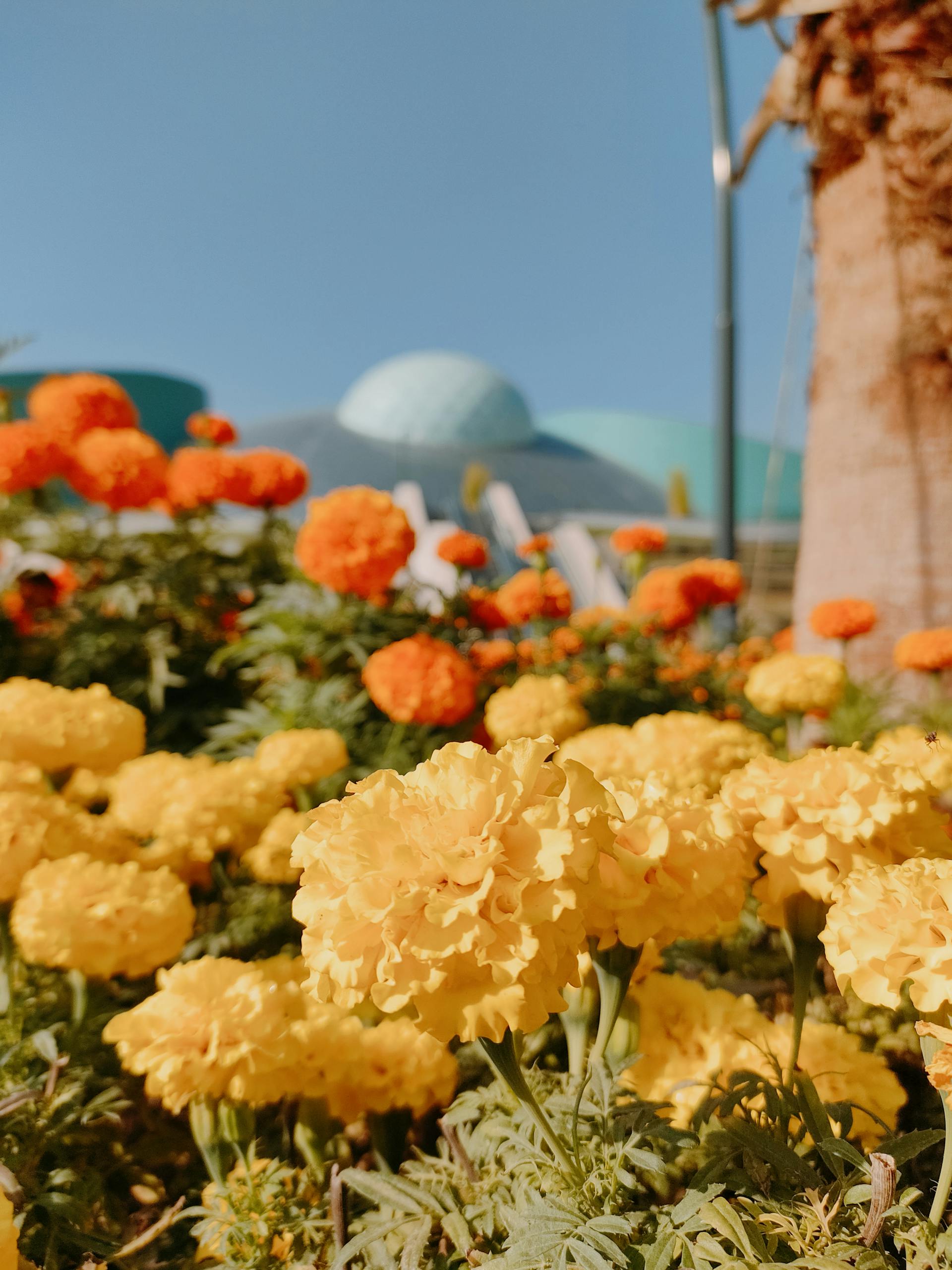 Blooming Marigold Flowers Close-up