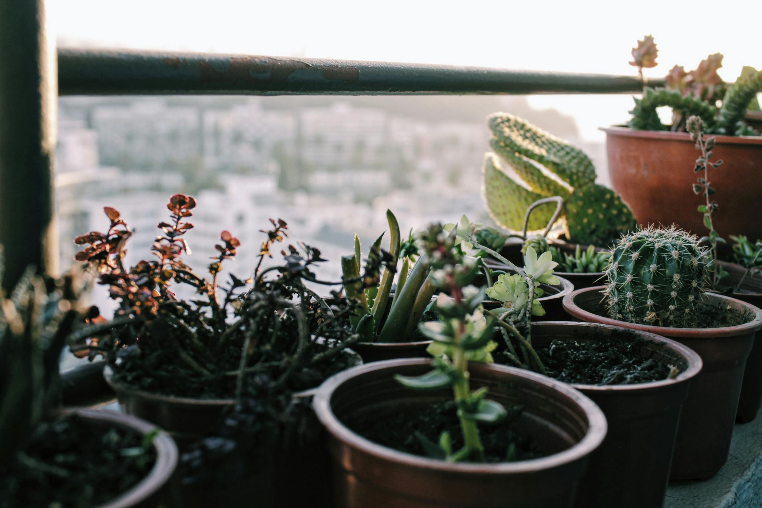 Cactus and Succulents on Balcony Garden